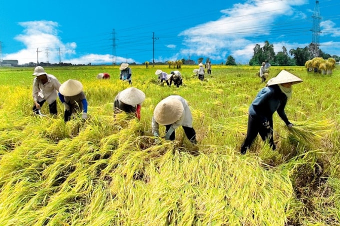 An ninh lương thực là vấn đề trọng đại của đất nước trước mắt cũng như lâu dài. Ảnh: internet