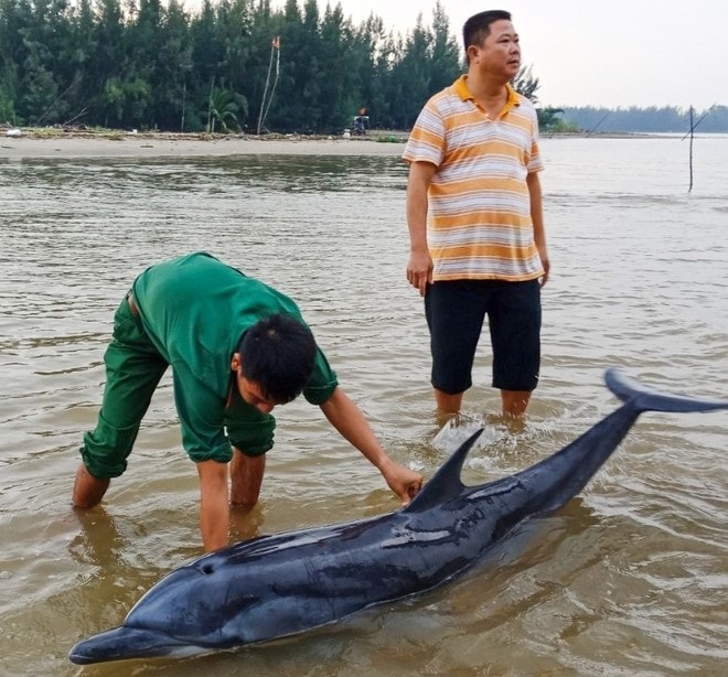Giải cứu cá heo trôi dạt vào bờ biển Cửa Đại. (ảnh BT)