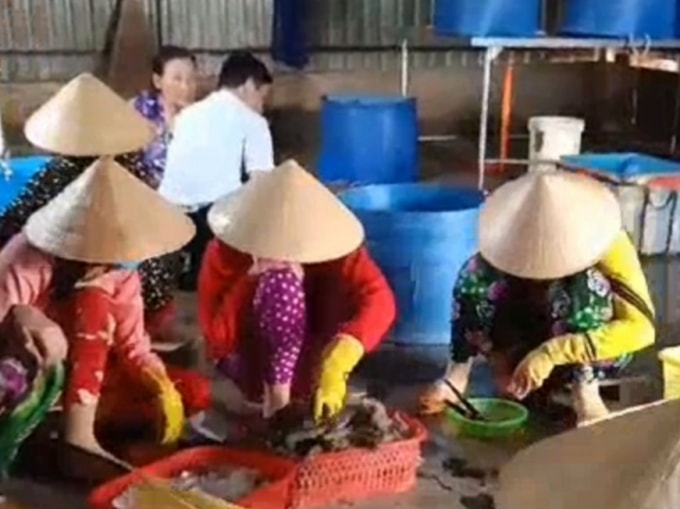 Cơ sở bơm tạp chất vào tôm nguyên liệu bị lực lượng chức năng phát hiện.