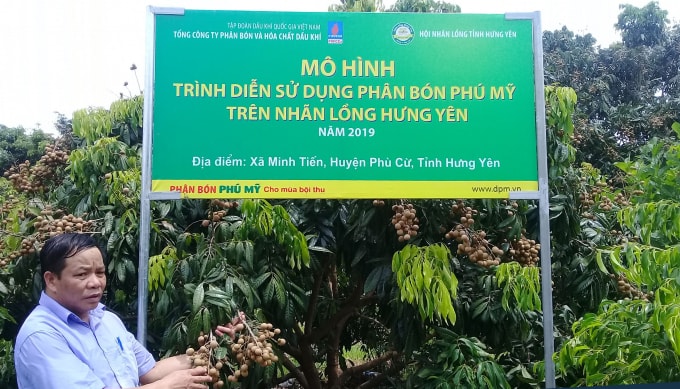 Phân bón Phú Mỹ cho cây Nhãn lồng Hưng Yên ngon ngọt, năng suất cao