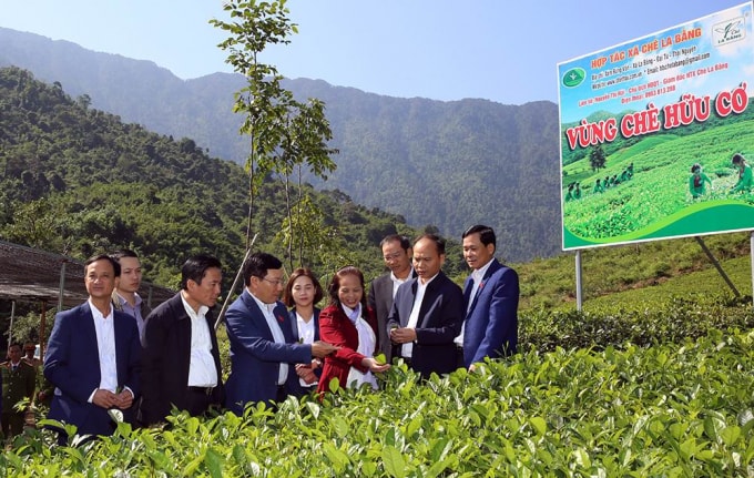 Phó Thủ tướng Phạm Bình Minh thăm hợp tác xã chè La Bằng. Ảnh: VGP