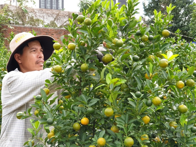 Nông dân Cẩm Hà đang tất bật chăm sóc quất cảnh để chuẩn bị xuất vườn.