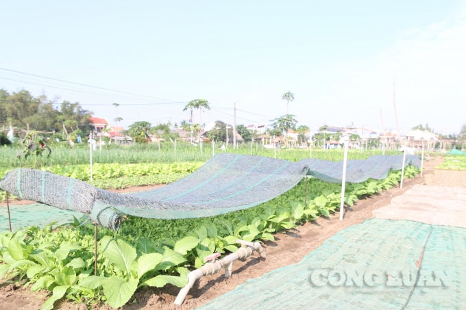 Làng rau Trà Quế vun trồng hơn 20 loại rau ăn lá.