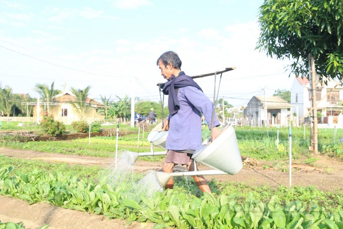 Nông dân Trà Quế hối hả vào vụ Tết.