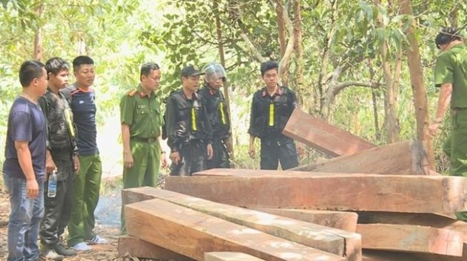 Gỗ lậu được lâm tặc tập kết tại bìa rừng thuộc Công ty Lâm nghiệp Ea Kar quản lý (ảnh st)