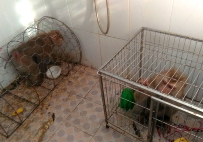 2 cá thể khỉ vàng được người dân tự nguyện giao nộp cho cơ quan chức năng