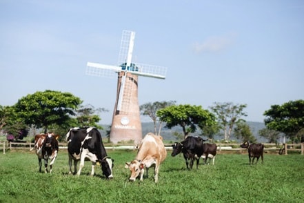 Bò sữa chăn thả tự nhiên tại trang trại Vinamilk Organic Đà Lạt