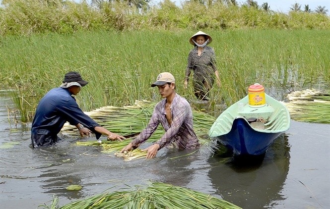 Việc nhân rộng mô hình bồn bồn mang lại hiệu quả kinh tế cao cho người dân.