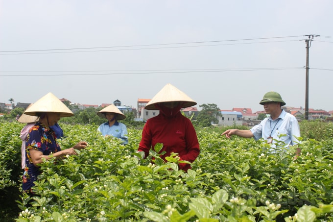 Thị trường bất động sản nông nghiệp tại Việt Nam vẫn chưa phát triển tương xứng với tiềm năng ( ảnh minh họa)