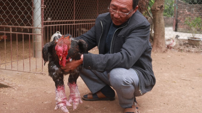 Theo ông Cường với những con gà loại một như thế này gia đình ông bán với giá khoảng 5 triệu đồng. Ảnh Minh Khang.