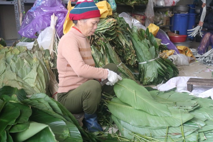 Công đoạn lựa chọn lá dong đạt tiêu chuẩn để gói bánh. Ảnh Minh Khang.