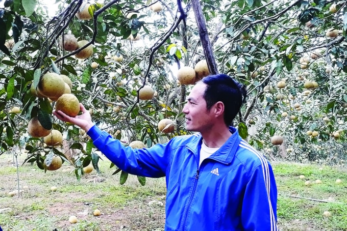 Bưởi Đại Minh (YênBình).