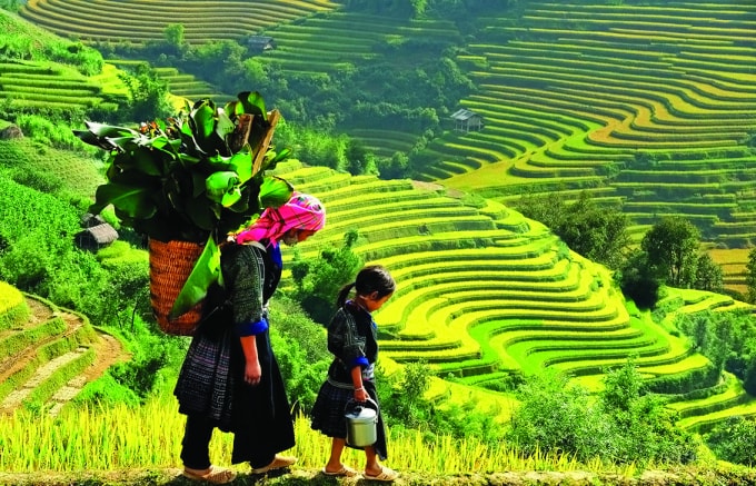 Ruộng bậc thang Tú Lệ.