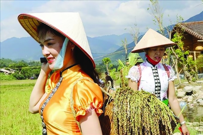 Thu hoạch lúa từ ruộng về chuẩn bị làm cốm. Ảnh: Việt Dũng/ TTXVN