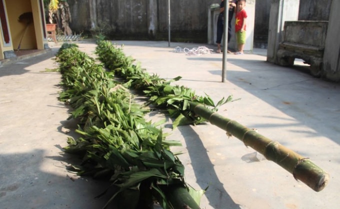 Lá cây đùng đình được quấn xung quanh cây tre