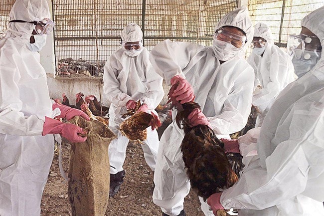 Chủng cúm gia cầm H5N1 gây bệnh cao tại một trang trại ở tỉnh Hồ Nam. Ảnh: Reuters.