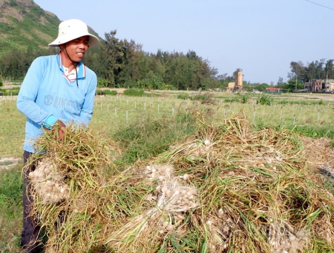 Việc đăng tải thông tin không đúng khiến người trồng tỏi khó khăn.