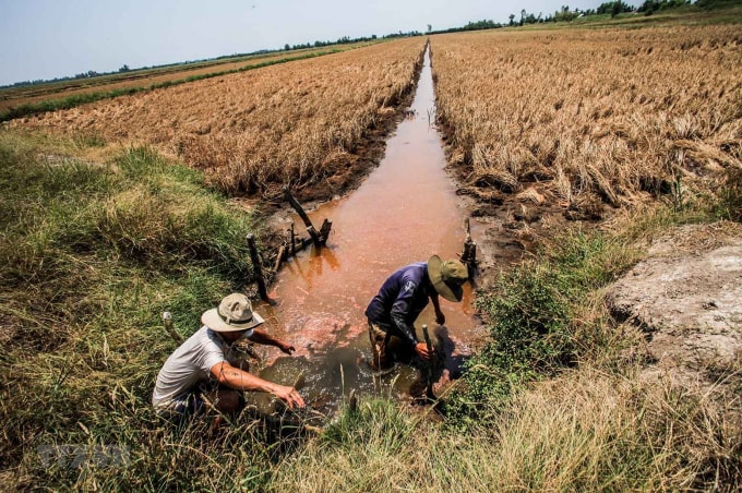 Hạn mặn đang gây thiệt hại nghiêm trọng cho sản xuất và đời sống người dân ĐBSCL. Ảnh: ĐĐK