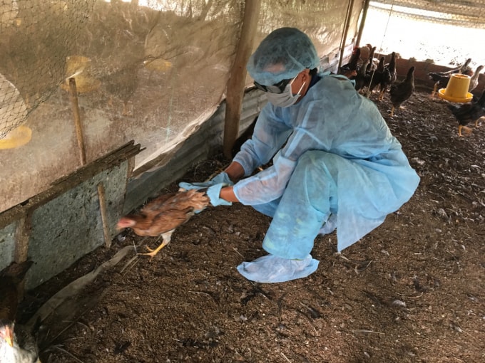 Tiêu hủy gia cầm bị nhiễm cúm A/H5N1. (ảnh minh họa)