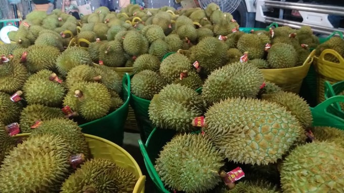 Khoảng 7000 tấn sầu riêng tại Cai Lậy, Tiền Giang chưa tiêu thụ được vì ảnh hưởng đại dịch corona. Ảnh: ĐK