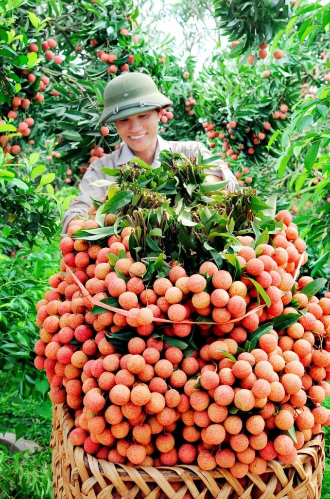 Vải thiều được trồng theo quy trình VietGAP đáp ứng yêu cầu xuất khẩu vào các thị trường khó tính như EU. Ảnh: TL