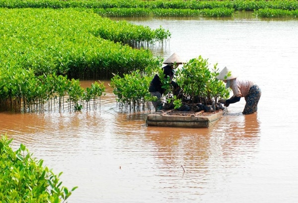 Một trong những mục tiêu của lập quy hoạch bảo vệ môi trường là phải thiết lập các khu bảo vệ, bảo tồn thiên nhiên và đa dạng sinh học. Ảnh minh họa