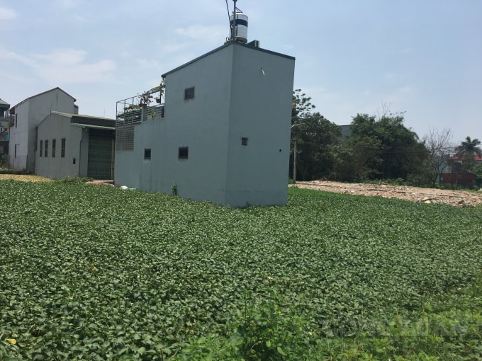 Khu vực Cây Hôi vốn là đất nông nghiệp nhưng bị chính quyền xã Đức Giang thời điểm trước đó bán trái thẩm quyền. Các hộ dân đều xác nhận đây là đất ruộng cấy và đua nhau ra đây làm nhà ở, mua bán chuyển nhượng đất nông nghiệp.