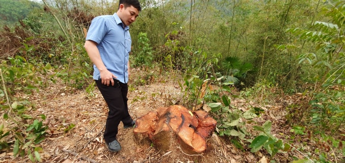 Cán bộ Phòng Tài nguyên & Môi trường huyện Bá Thước kiểm tra lại đã phát hiện thêm 16 cây gỗ các loại chưa được Kiểm lâm kiểm tra trong biên bản hồ sơ vụ việc