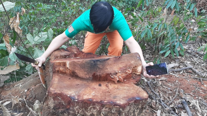Những cây Lim có tuổi thọ trên 50 năm tuổi đang được bảo tồn thì bị chặt hạ không thương tiếc tại làng Đô