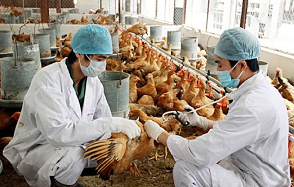Thủ tướng yêu cầu tập trung triển khai quyết liệt các giải pháp phòng chống dịch bệnh gia súc, gia cầm. Ảnh minh họa