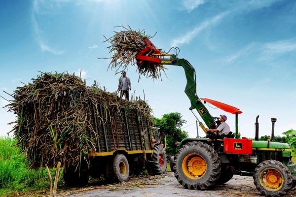 Ngành mía đường cần phát huy lợi thế là nhu cầu lớn của thị trường trong nước. Ảnh minh họa