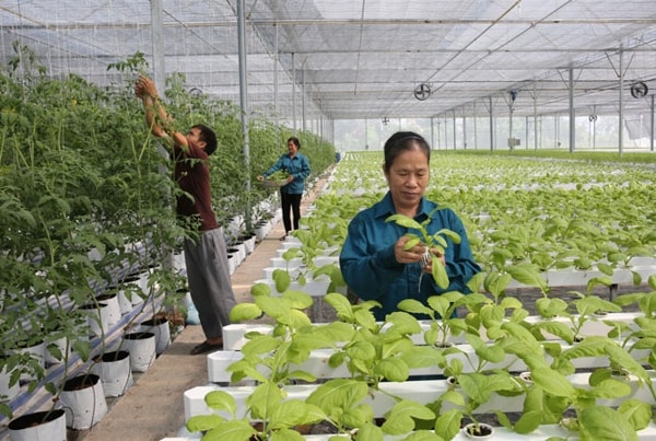 Trồng rau thủy canh theo công nghệ hiện đại Israel của HTX Nông nghiệp công nghệ cao Đức Phát, Thanh Trì, Hà Nội. Ảnh: baophunuthudo.vn