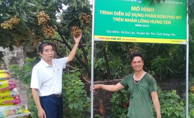Mô hình trình diễn sử dụng phân bón Phú Mỹ trên cây nhãn.
