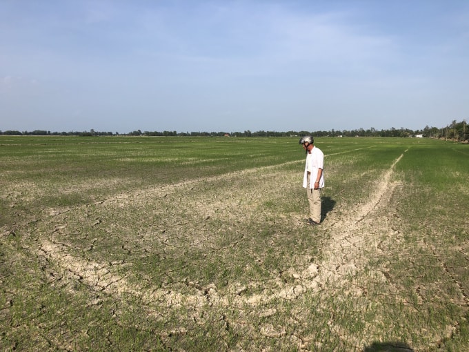 Nhiều diện tích lúa bị thiệt hại.