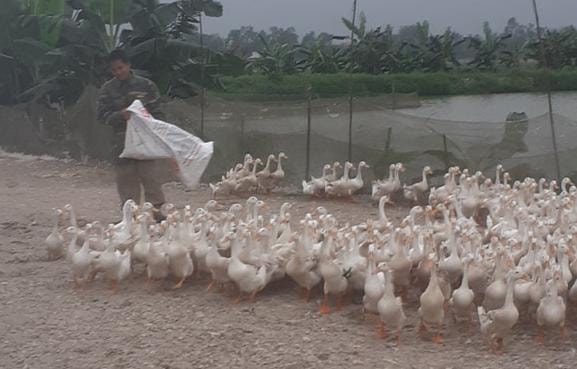 Anh Từ Hữu Thuận (thôn Văn Cử, xã Xuân Lộc, huyện Can Lộc, Hà Tĩnh) chăm đàn vịt của gia đình. Ảnh Nhật Nam