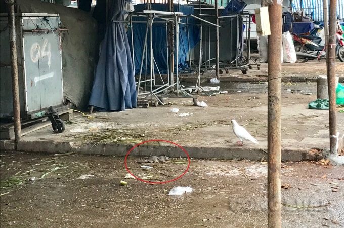 Chuột bọ chạy khắp nơi trong chợ