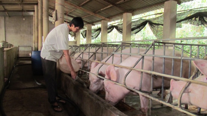 Giá heo hơi hôm nay (7/4) ghi nhận có sự giảm nhẹ tại một vài nơi, nhưng nhìn chung thị trường 3 miền khá im ắng (Ảnh minh họa)