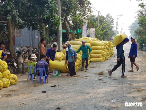Bộ Nông nghiệp và PTNT, cho biết, đến nửa cuối tháng 5 đã bắt đầu thu hoạch vụ Hè Thu. Ảnh: TTO