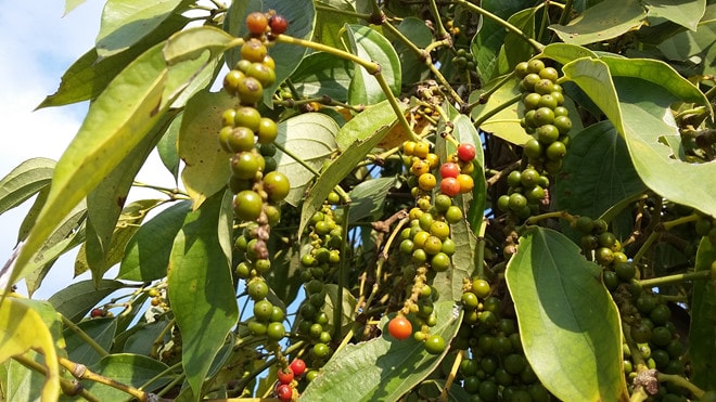 Hạt tiêu là mặt hàng có giá xuất giảm mạnh nhất. Ảnh minh họa.