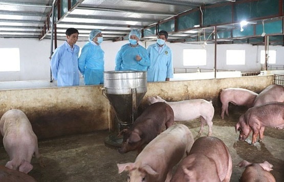 Giá heo hơi hôm nay (10/4) tiếp tục biến động, tăng mạnh ở một số tỉnh thành phố, khu vực đặc biệt miền Bắc và miền Nam (Ảnh minh họa)