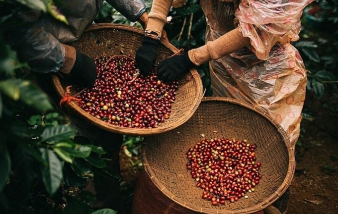 Hôm nay 18/4, giá cà phê nguyên liệu giảm 400 đồng/kg. Ảnh: TL