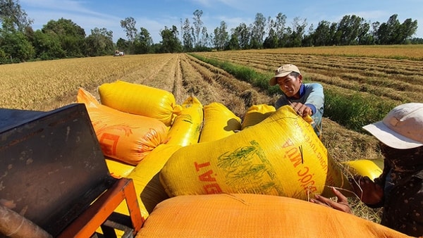 Bộ Nông nghiệp và PTNT cho biết, sản lượng lúa nếp vụ Đông Xuân thu hoạch sắp tới khoảng 747.500 tấn. Ảnh minh họa
