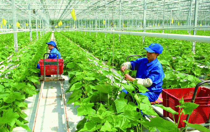 Lo lắng nhất của nông sản Việt Nam và người nông dân vẫn là vấn đề thị trường. Ảnh minh họa.