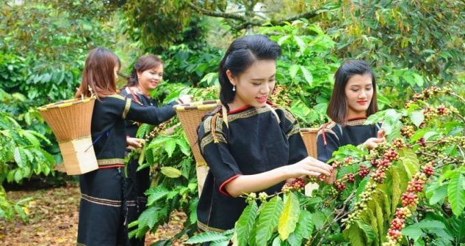 Cà phê, tiêu đứng giá trong ngày cuối tuần (Ảnh minh họa)