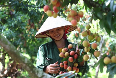 Việc xúc tiến tiêu thụ vải thiều tại Bắc Giang đã được chú ý ngay từ đầu vụ. Ảnh minh họa.
