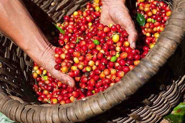Giá tiêu, cà phê hôm nay (29/4) tiếp tục khởi sắc (Ảnh minh họa)