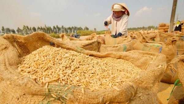 Vụ Đông Xuân năm nay, Đồng bằng sông Cửu Long đạt sản lượng 10,8 triệu tấn thóc. Ảnh: TL