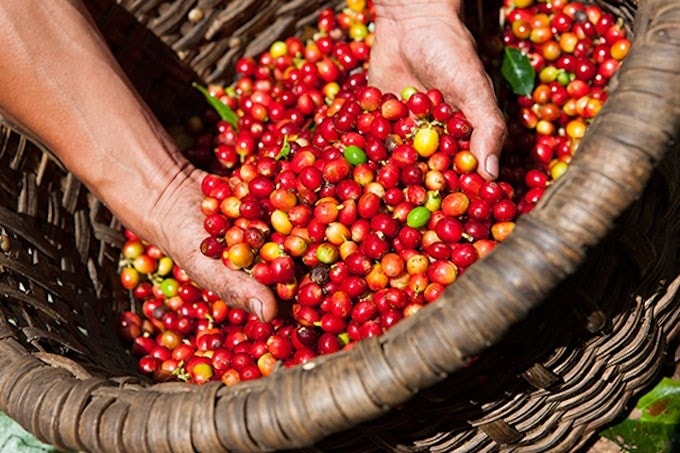 Giá cà phê hôm nay 12/5, tăng nhẹ 200 đồng/kg. Ảnh: TL