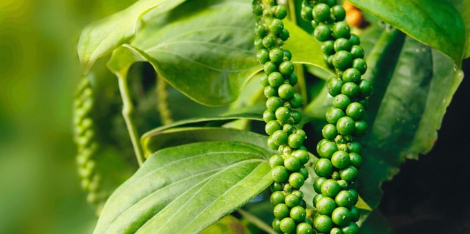 Hiá tiêu tại Tây Nguyên và miền Nam giảm 500- 1.000 đồng/kg. Ảnh minh họa.