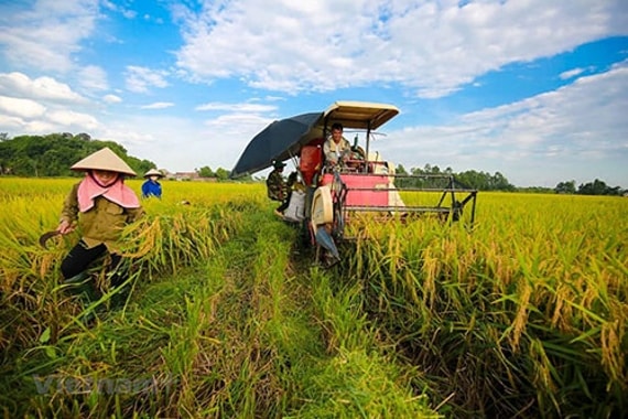 Chính sách miễn, giảm thuế sử dụng đất nông nghiệp góp phần nâng cao hiệu quả sử dụng đất trong sản xuất nông nghiệp. Ảnh minh họa